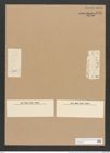 Stauroneis anceps var. sibirica Grun. (de-Toni-Nr.: Genus 6, Species 902) Zeichnungen Sammlung Grunow Nr. 1768 (NHMW-BOT-W0368658)